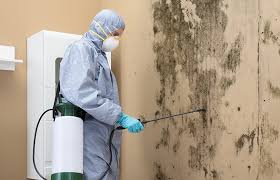 Why You Should Choose Our Mold Remediation Services in Phillipsburg, NJ